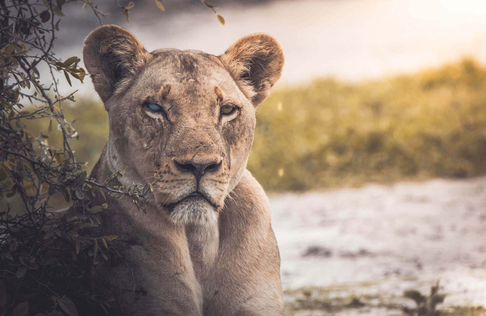 Read more about the article Jungle Getaway in the Heart of Cameroon
