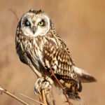How to Choose the Right African Safari