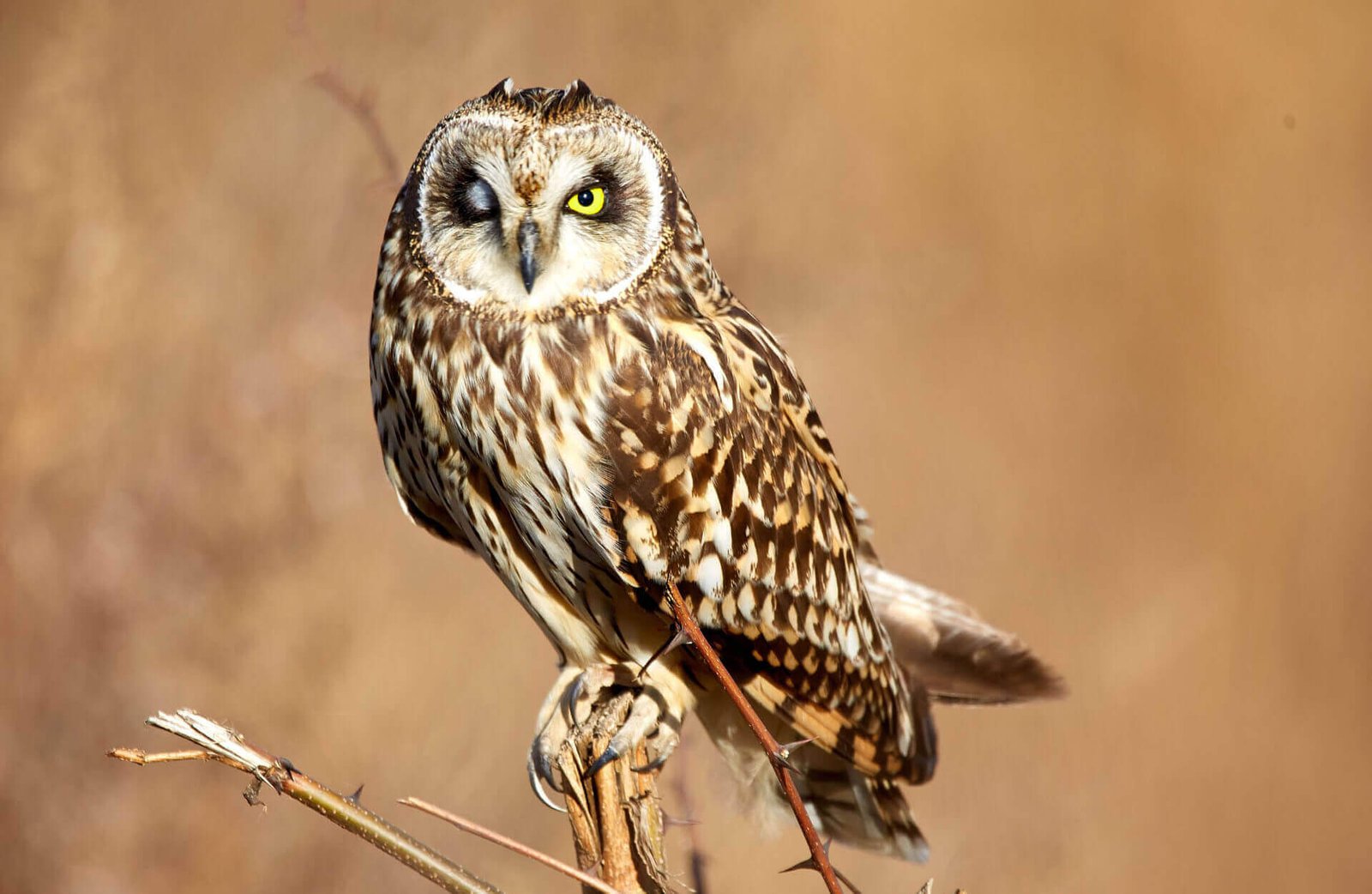 Read more about the article How to Choose the Right African Safari