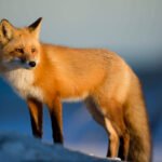 Which Resort in Mauritius is Right for You?