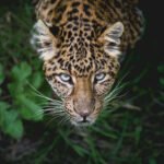 The Ultimate Africa Travel Bucket List